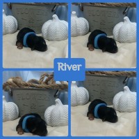 Yorkiepoo Puppies Yorkipoo for sale/adoption