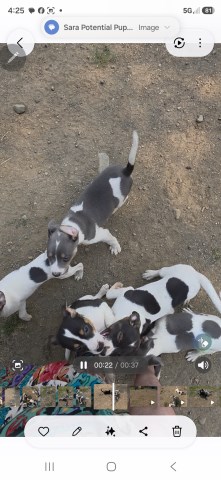 Rawhide Rat Terriers I