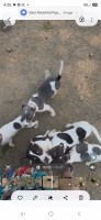 Rawhide Rat Terriers I Rat Terrier for sale/adoption