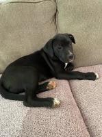 Luke- Male Puppy Labrador Retriever for sale/adoption