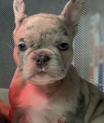 French Bulldog puppy for sale + 64634