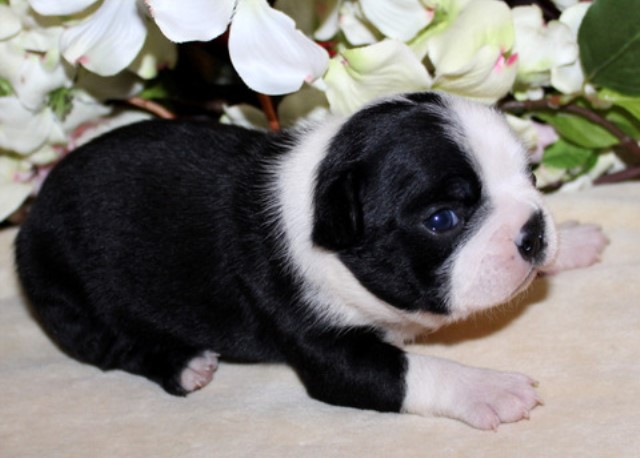 Boston Terrier puppy for sale + 60408