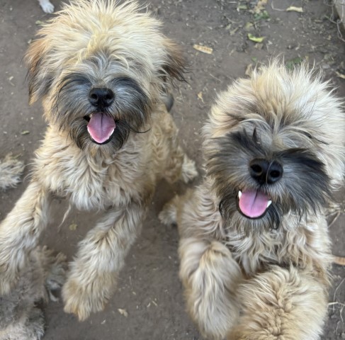 Wheaten terriers
