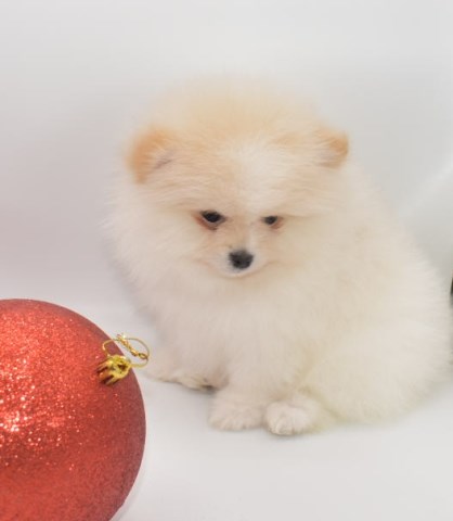 Pomeranian puppy for sale + 59486