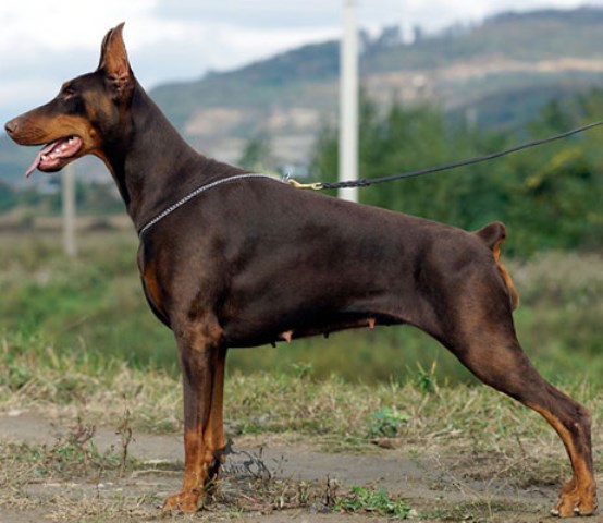 Doberman Pinscher puppy for sale + 59464