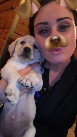 Labrador Retriever puppy for sale + 47353