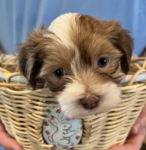 AKC Havanese Puppies