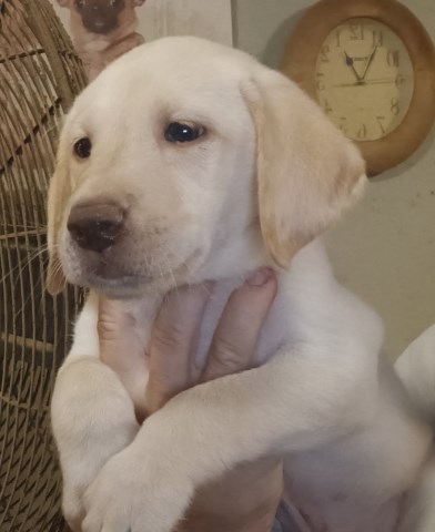 AKC Lab Puppies