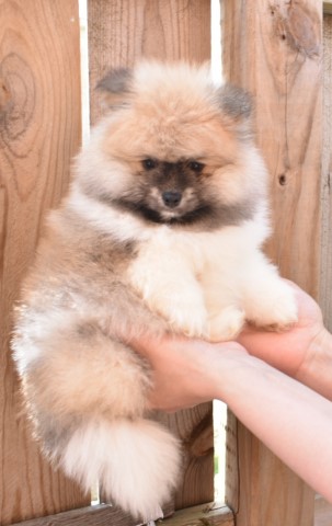 Purebred Pomeranian Puppy BOY Buddy
