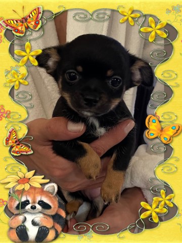 Chihuahua puppy for sale + 61718