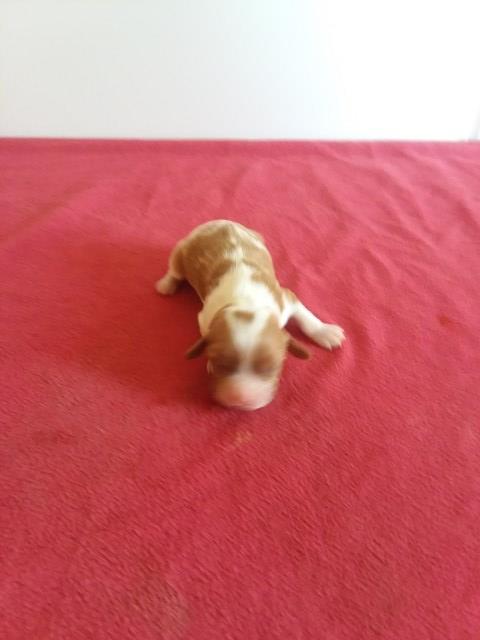 Cavalier king charles spaniel for sale in michigan Cavalier king charles spaniel for sale in michigan
