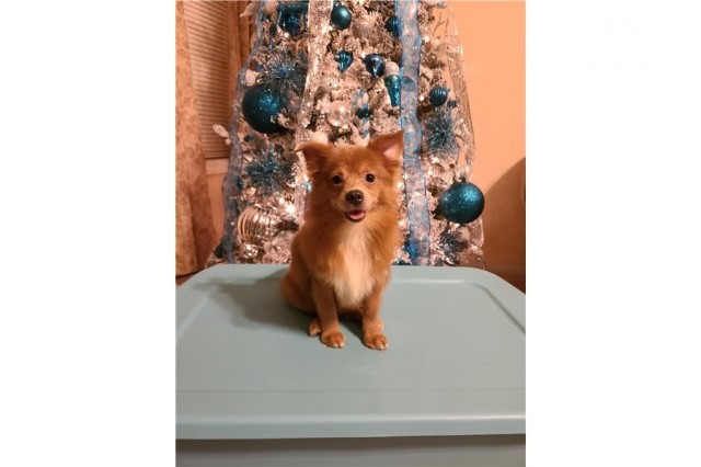 Pomeranian-Justyn-Male