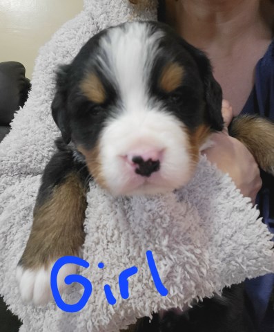 Bernese Mountain Jojo