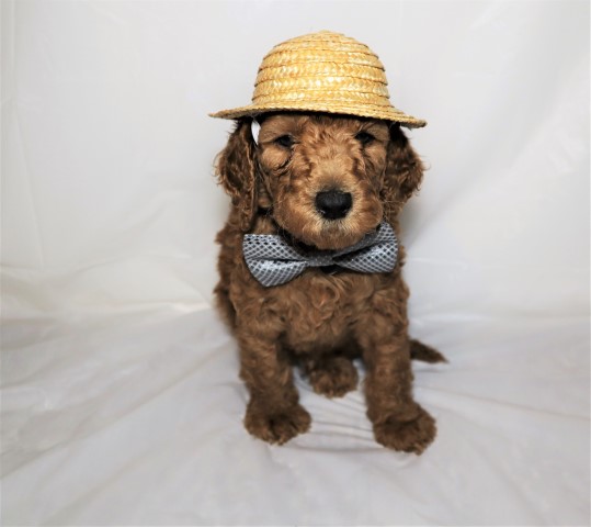 Goldendoodle puppy for sale + 62308
