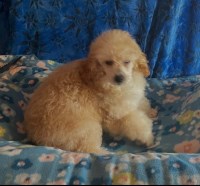 Adorable Toy Poodles Puppies Poodle Toy for sale/adoption