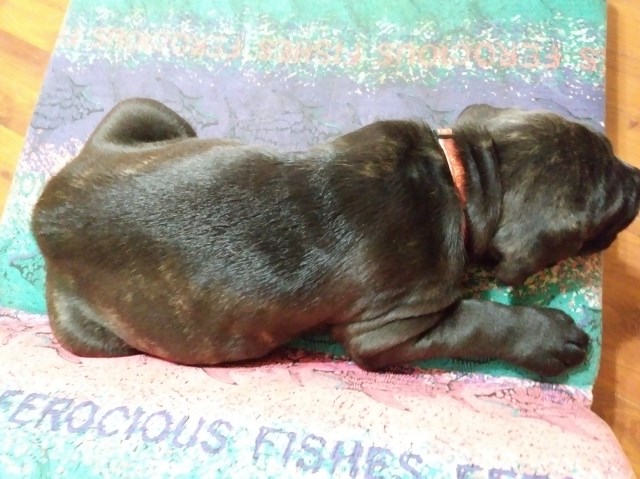 Neapolitan Mastiff puppy dog for sale in Springhill, Florida