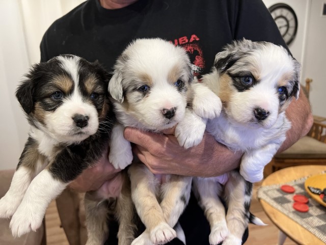 Australian Shepherd Dog puppy for sale + 62785