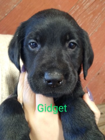 REDUCED PRICE!!!! Livin' Our Lab Life - Gidget!!!