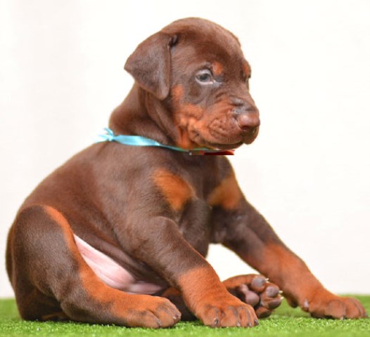 Doberman Pinscher puppy for sale + 50746