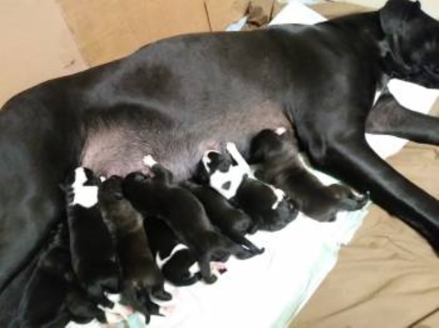 pyredane puppies