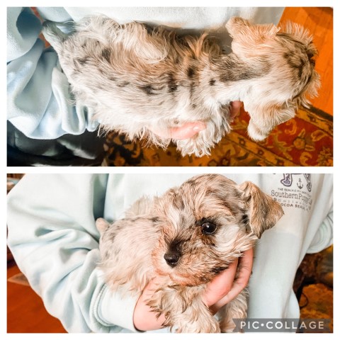 Miniature Schnauzer puppy for sale + 56393