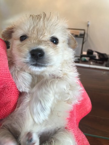 Pomeranian puppy for sale + 58509