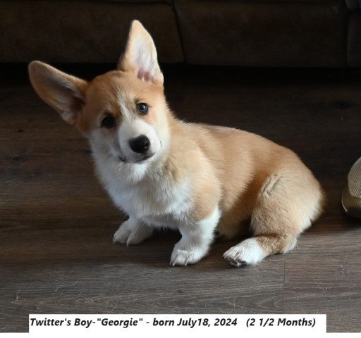 AKC Flying P Pembroke Welsh Corgis