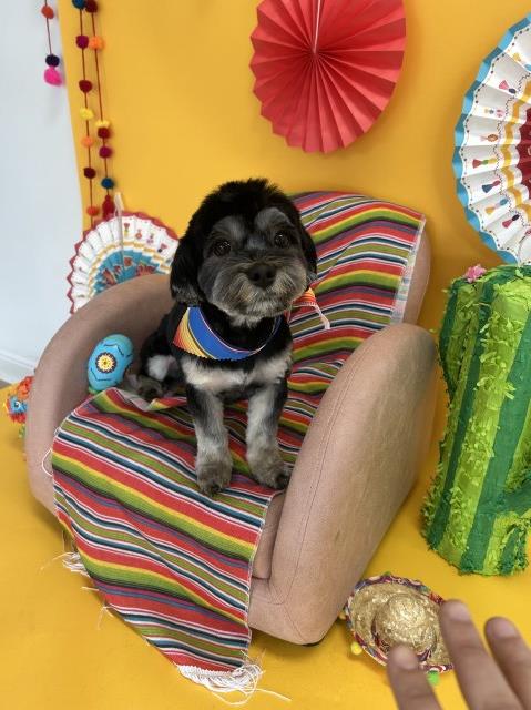 Looking for a loving home for Scarlow