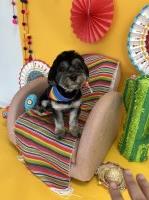 Looking for a loving home for Scarlow Shih Tzu for sale/adoption