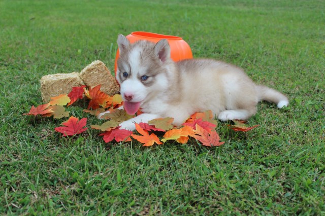 Siberian Huskies