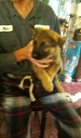 German Shepherd Dog puppy for sale + 47491