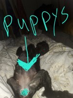 Mini aussiechons Bichon Frise for sale/adoption