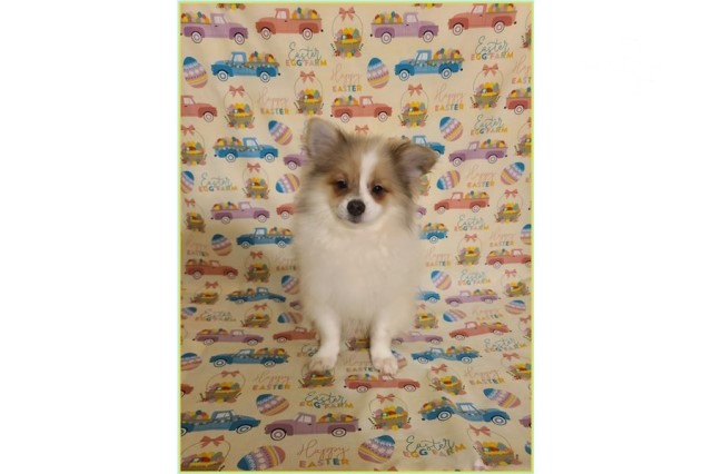 Pomeranian puppy for sale + 61403