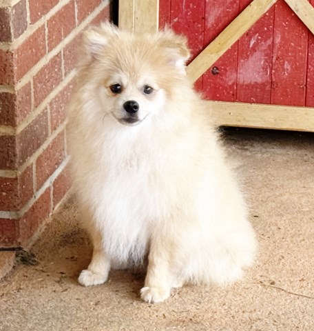 Pomeranian puppy for sale + 67118