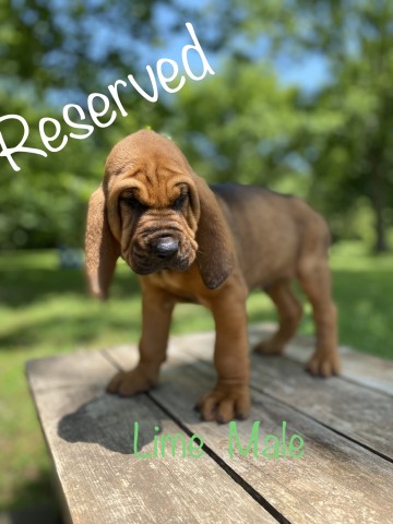 Bloodhound puppy for sale + 61856