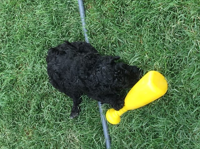 Poodle Standard puppy for sale + 52684