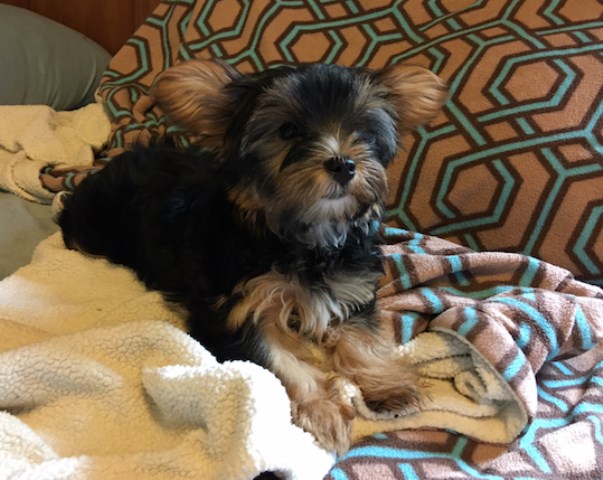 Yorkshire Terrier puppy for sale + 52713