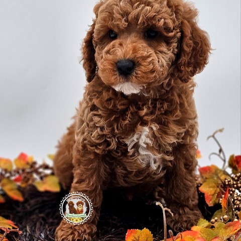 Akc Mini Poodle