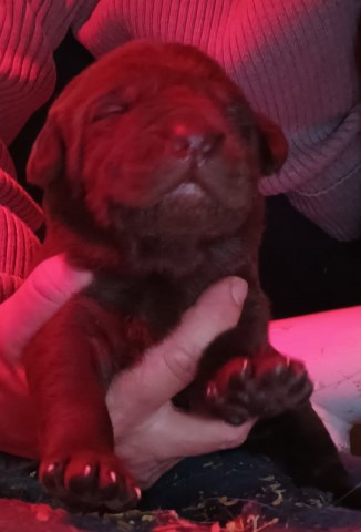 Labrador Retriever puppy for sale + 67014