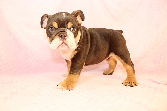 English Bulldog puppy for sale + 60686