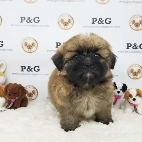 MARK - SHIHTZU - MALE