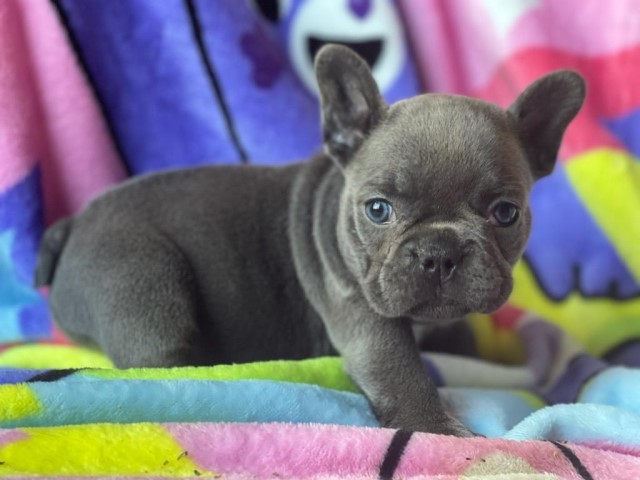 French Bulldog puppy for sale + 61774