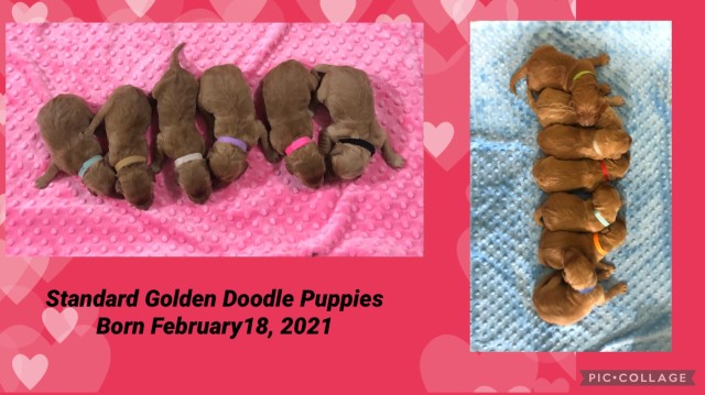 Golden Doodle Puppies for sale!