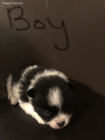 Pomeranian puppy for sale + 56228