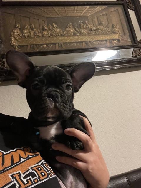 French Bulldog puppy for sale