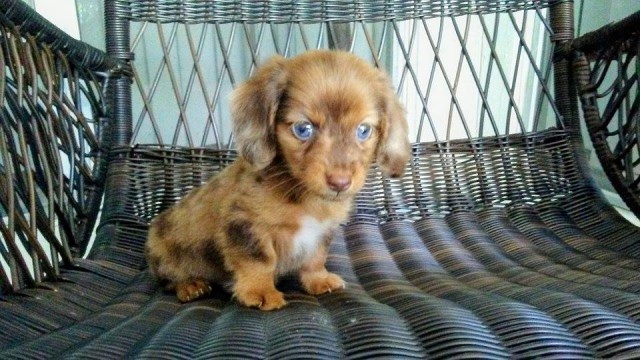Dachshund puppy for sale + 48876