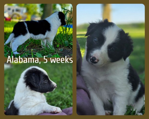 Border Collie puppy for sale + 66617