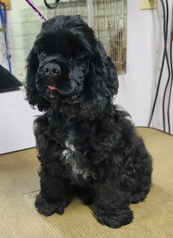 Black Male Cocker Spaniel Puppy