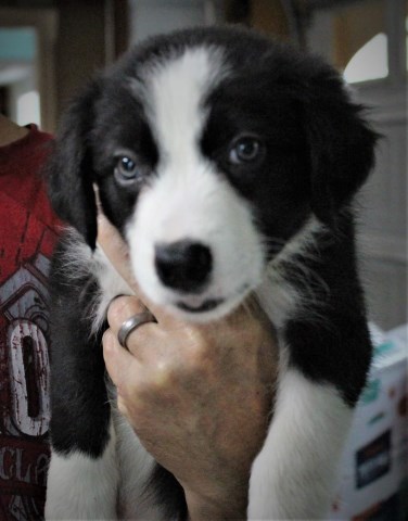 Border Collie puppy for sale + 58225