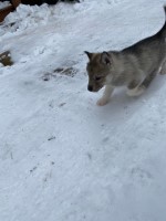 AKC champion sired litter Siberian Husky for sale/adoption